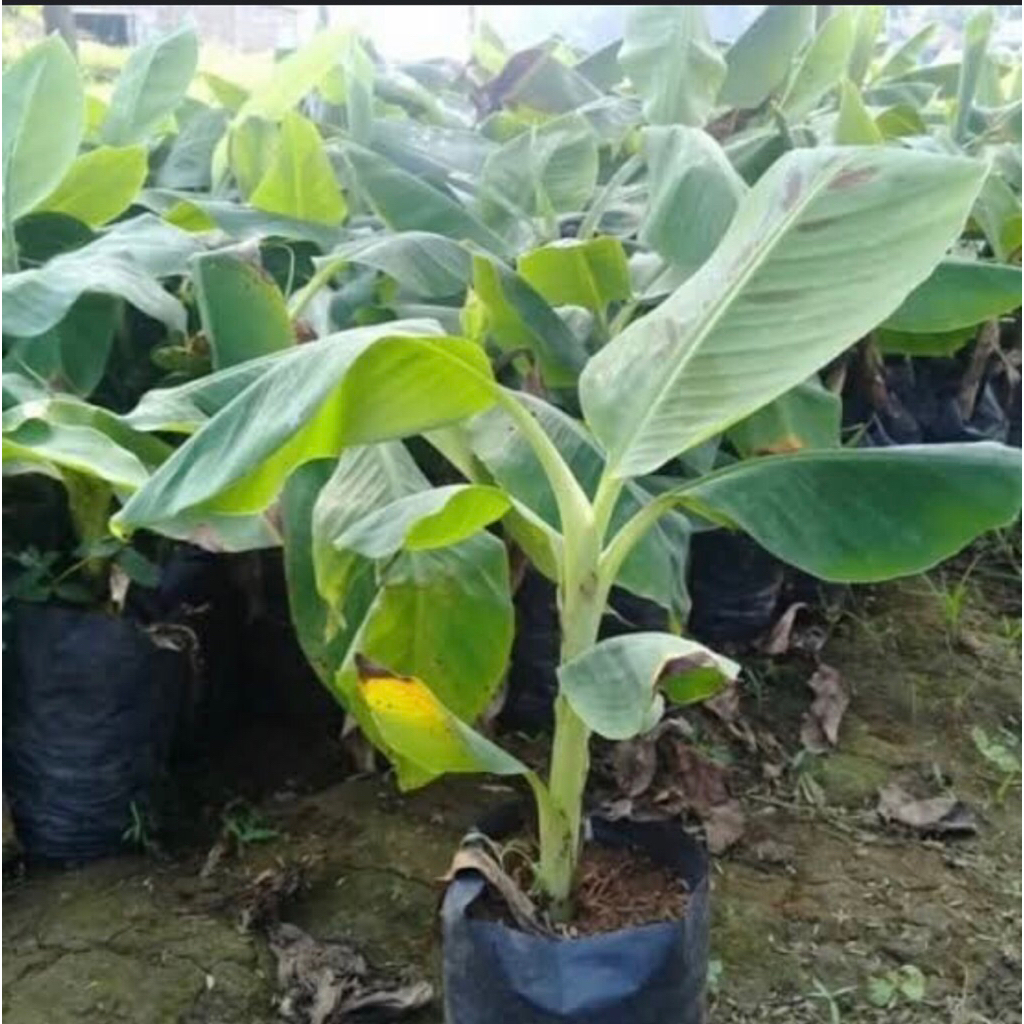 bibit/benih pisang raja paling super