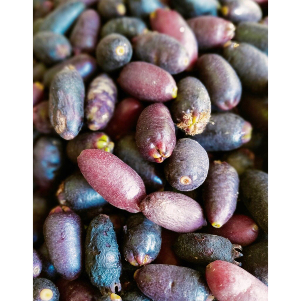 

jual pelolong cengkeh per biji isi 25 butir