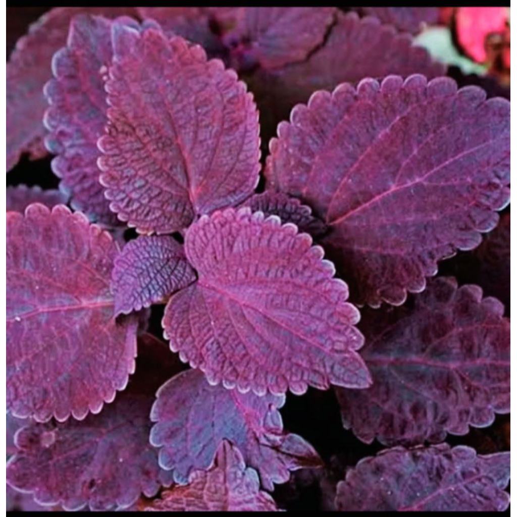 

Daun miana ungu/jawer kotok