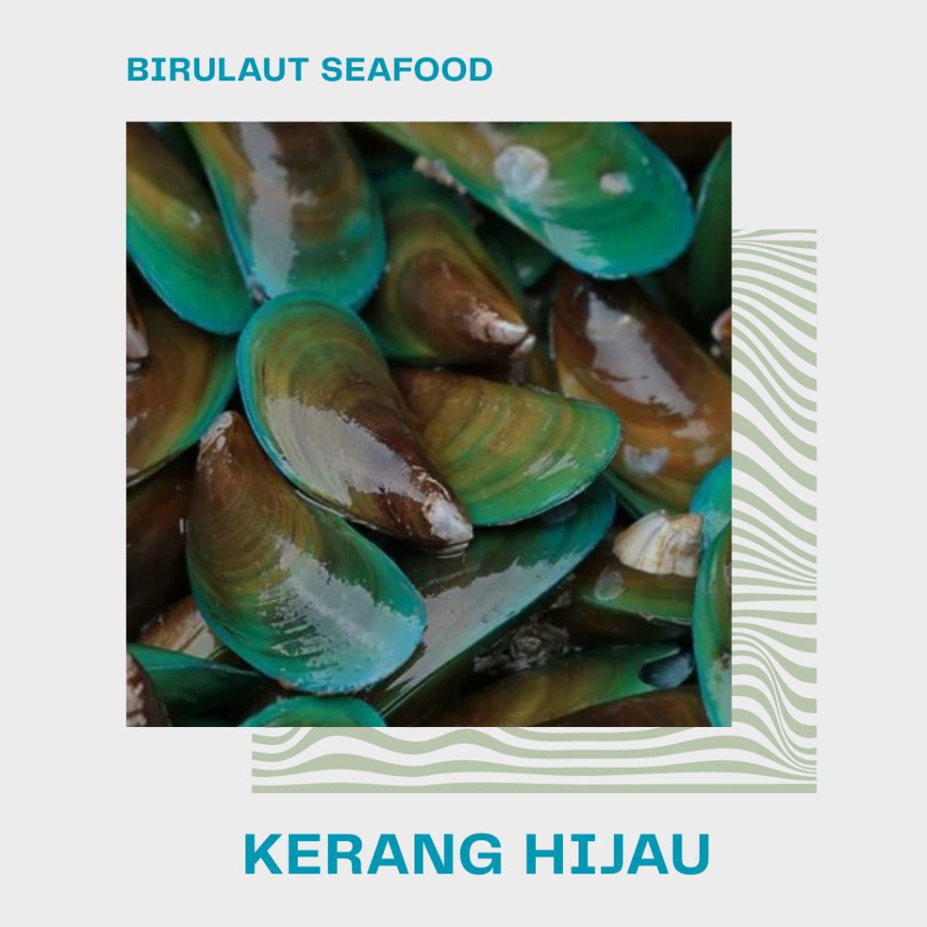 

KERANG IJO HIDUP SEGAR 1kg