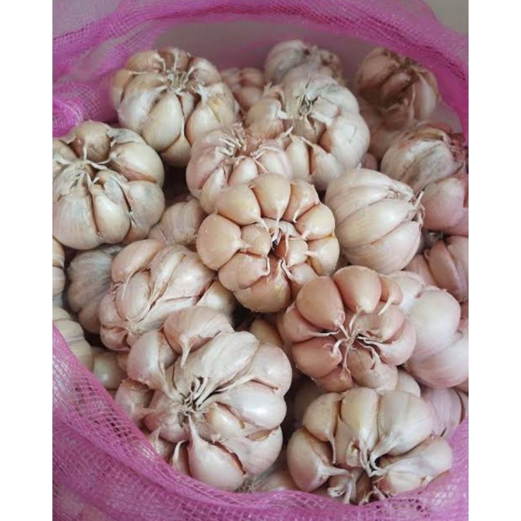 

bawang putih 1 kg