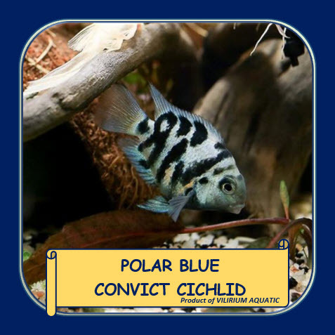 IKAN HIAS AIR TAWAR - BLUE POLAR / BLUE POLAR CICHLID / CICHLID BLUE POLAR / POLAR BLUE PARROT CICHL