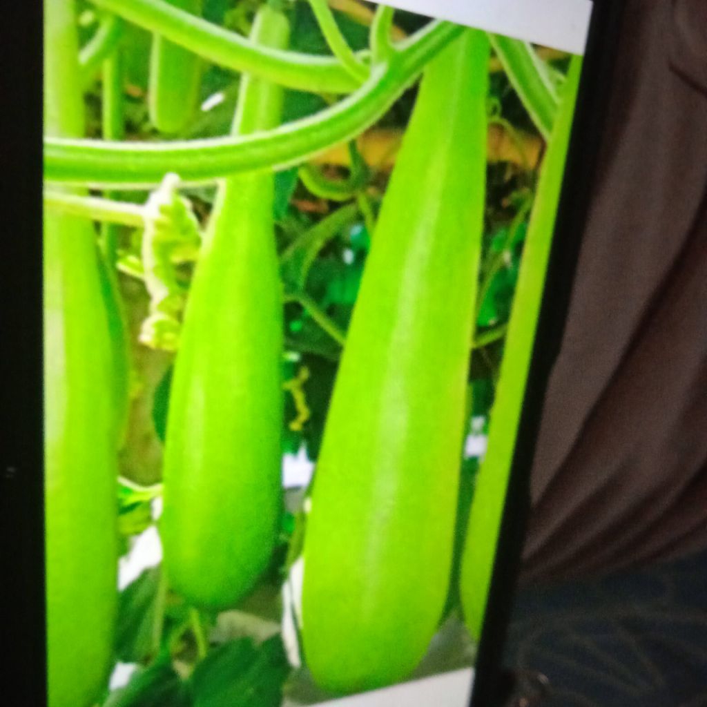 

benih labu air/blonceng lokal isi 15 bji