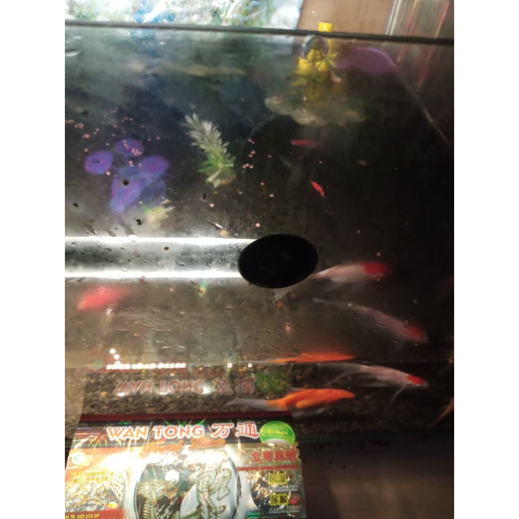 

ikan hias jenis W. t. s