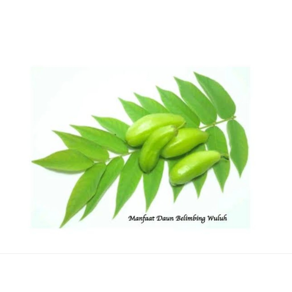 

Daun belimbing wuluh