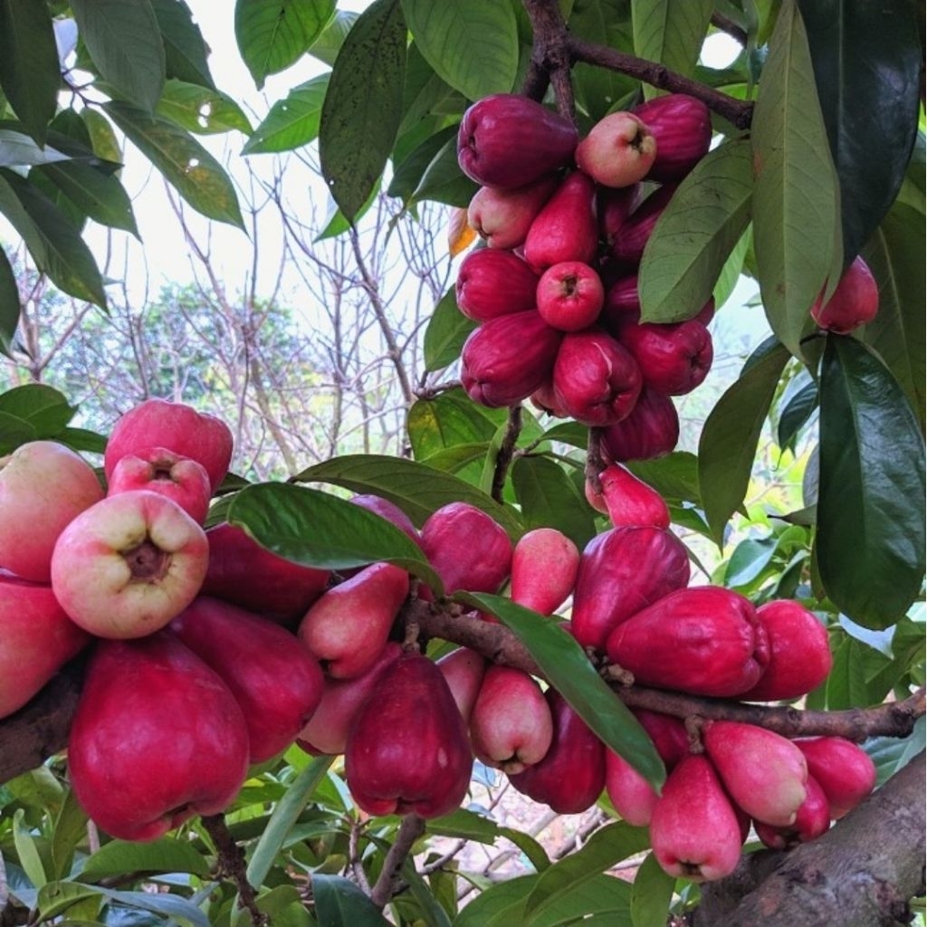 

jambu jamaika | jambu bol petik langsung di pohon