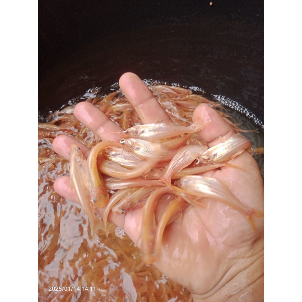 EXPRESS PATIN ALBINO MATA MERAH SIZE 10 CM ISI 20 EKOR