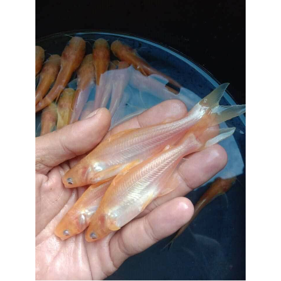 EXPRESS BIBIT IKAN PATIN ALBINO SIZE 10 CM PAKET 100 EKOR
