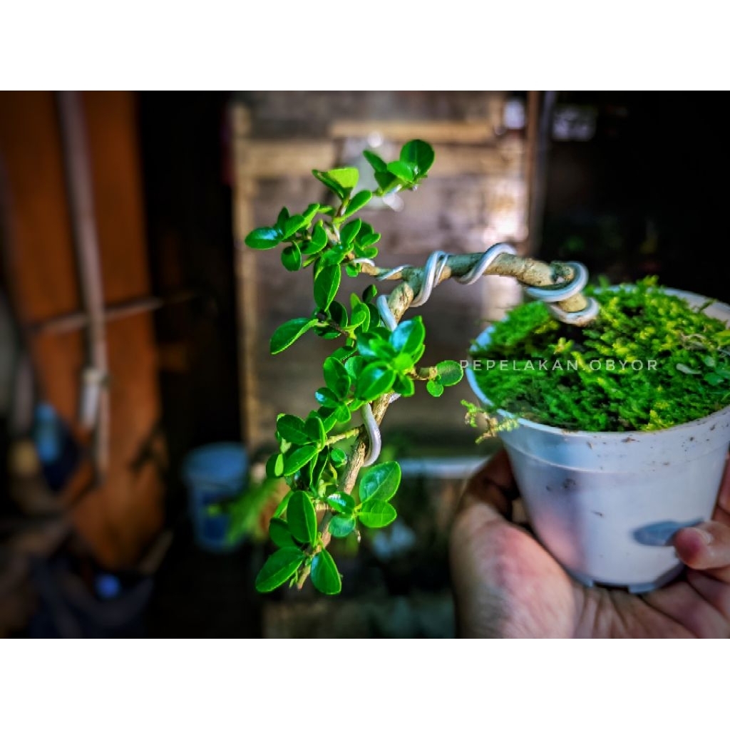 Bonsai Mini Sancang Premna Microphylla Original Real Karakter Semi Cascade Karakter bonsai menurun