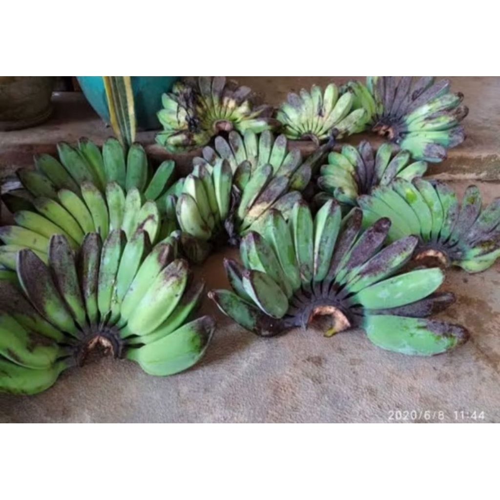 

PISANG KEPOK LOKAL JAWAA PAKET 5KG