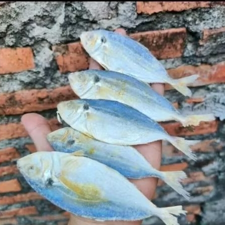 

Ikan Asin Selar 1kg Ukuran Sedang