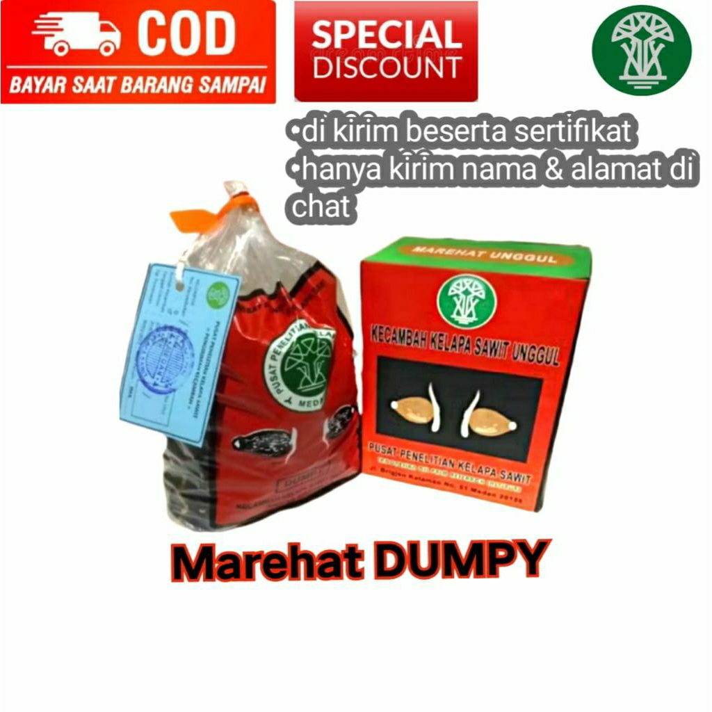 biji bibit kelapa sawit unggul MAREHAT DUMPY DxP isi 250 butir ber sertifikat (pelepah pendek)