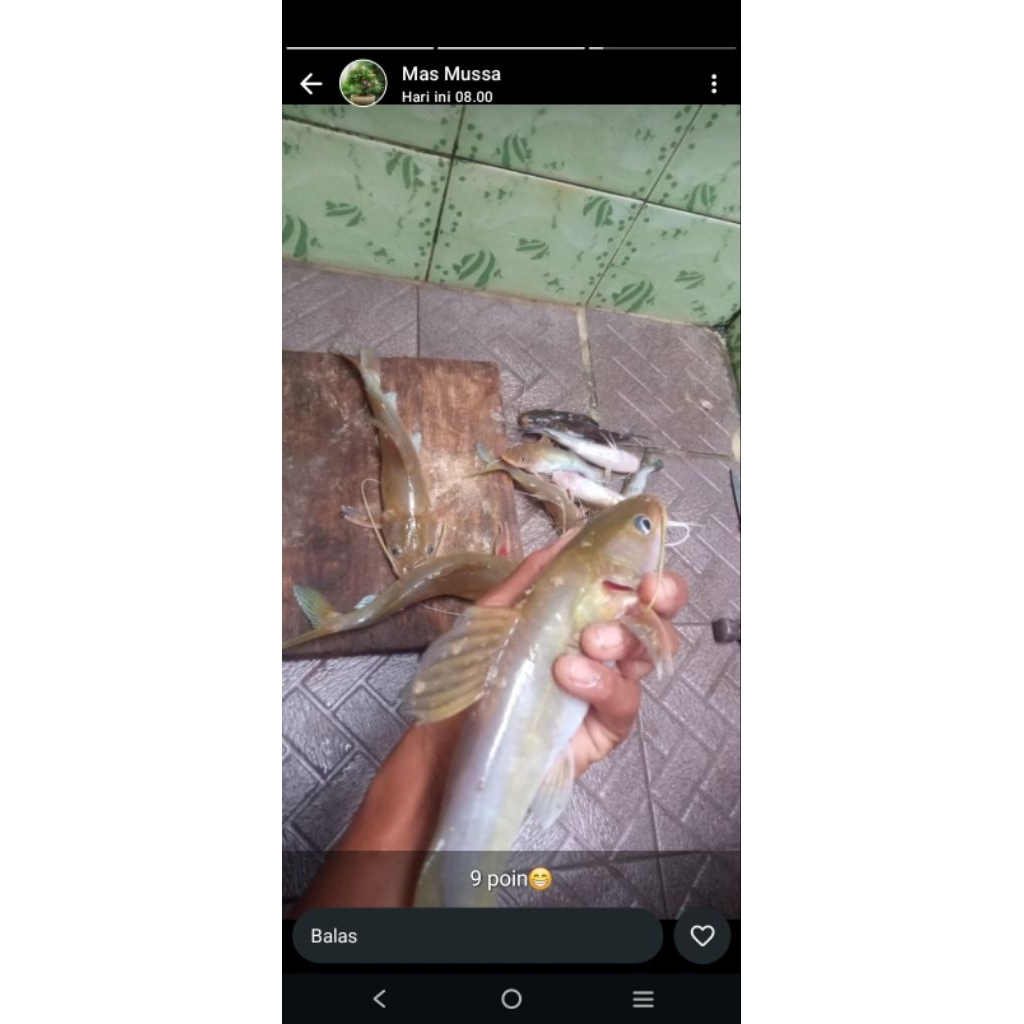 UMPAN BAUNG BEKASAM ikan fermentasi