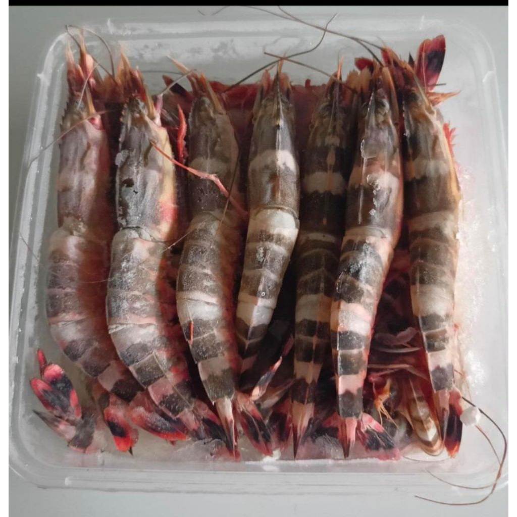 

udang Tiger fresh netto 1000gr