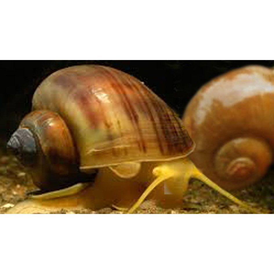 30 psc keong mas, gondang, keong sawah pakan ikan dan ternak tinggi protein bisa juga di jadikan ump