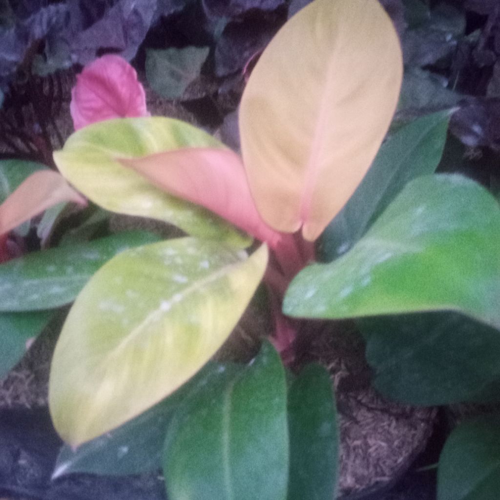 philodendron orange juice