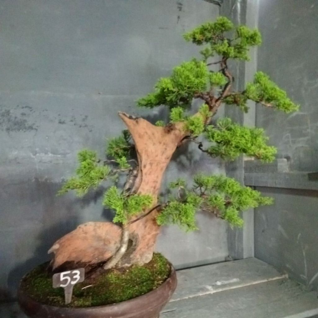 Bonsai Cemara sinensis tanuki