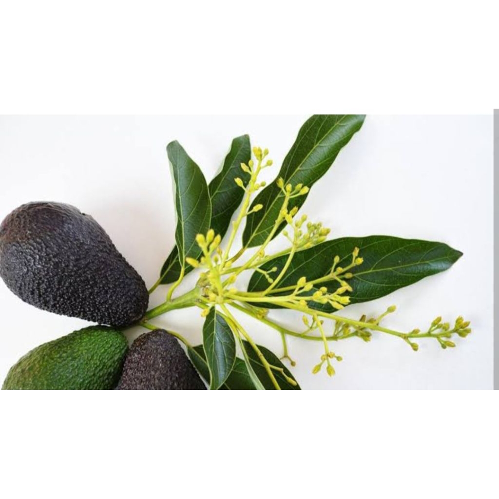 

Daun alpukat segar 500gr