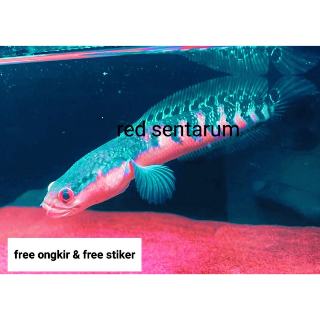 

(seafood) RED SENTARUM GRADEE A+++++