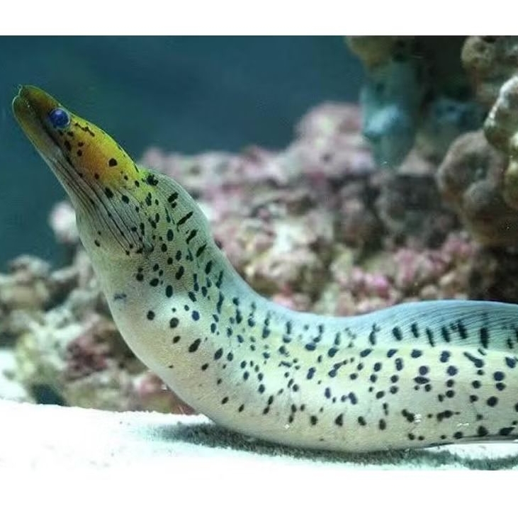 Moray eel / belut moray air tawar size L / snowflake moray eel / fimbrated moray eel