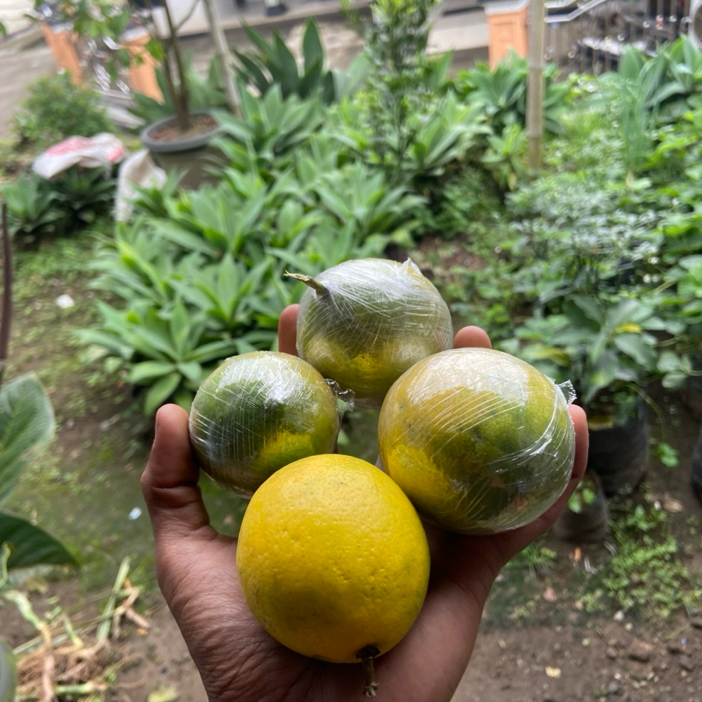 

jeruk lemon california segar 1kg ukuran sedang