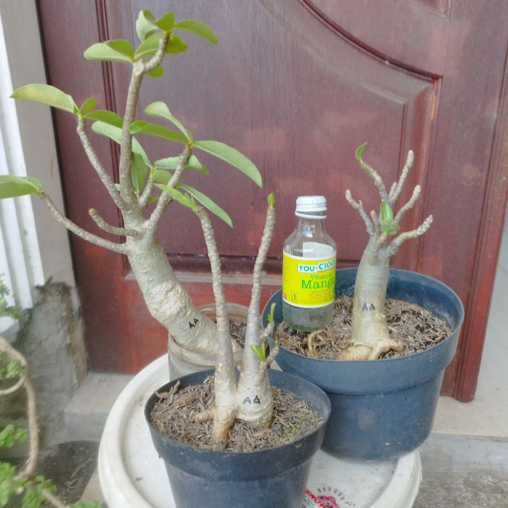 Adenium Arabicum Thaisocotranum Black RCN