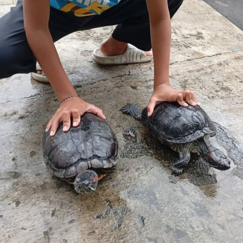 PELET KURA BRAZIL DEWASA