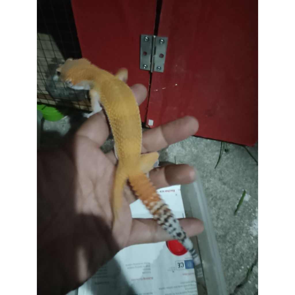 gecko dewasa data aman