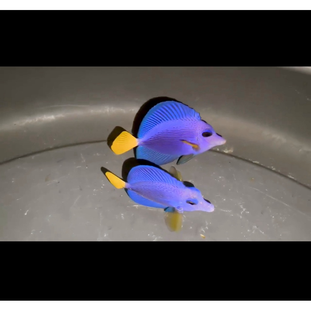 Purple Tang / burung laut import size SM