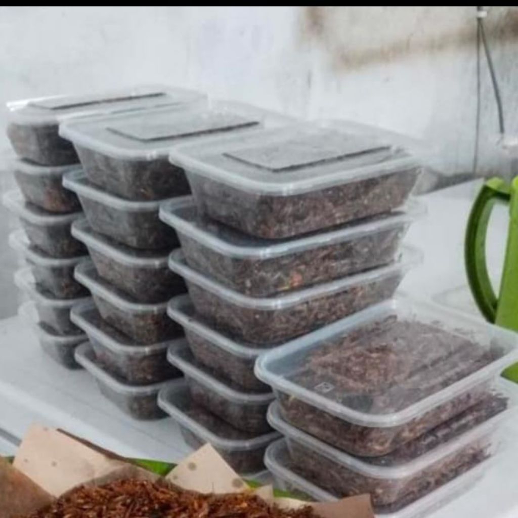 

Belalang Goreng Super Lezat