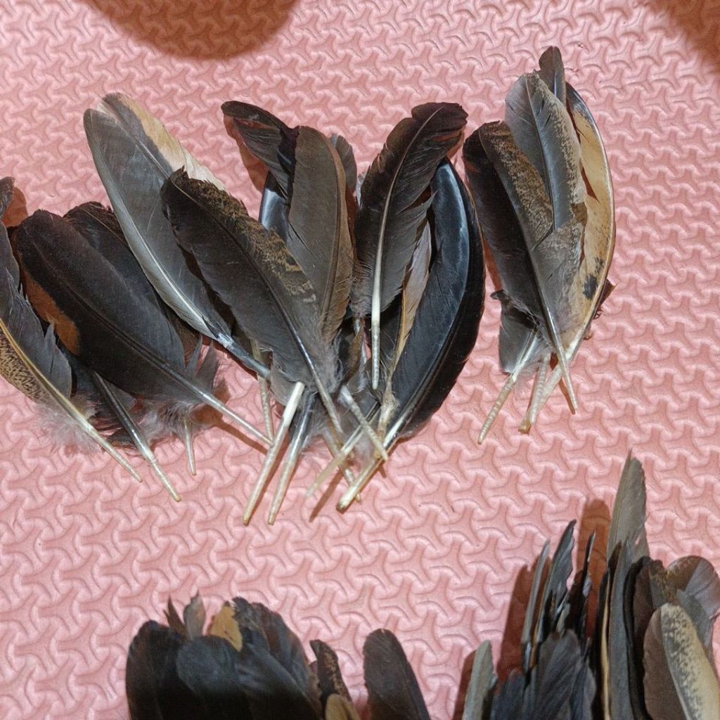 bulu ayam hitam natural/bahan kerajinan/bahan kemoceng/bulu sayap ayam 100 helai