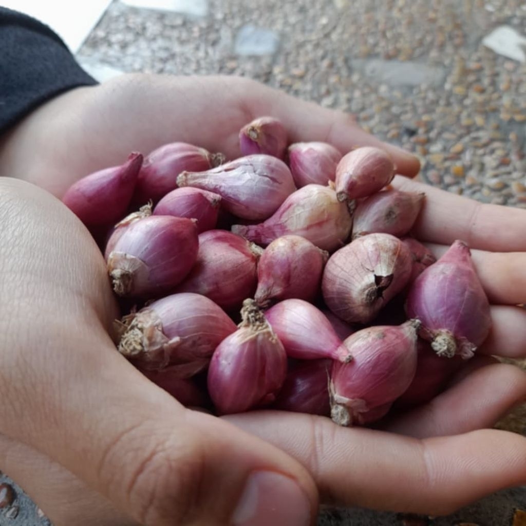 

500gr Bawang Merah Jawa Ukuran kecil | Bawang Ulek