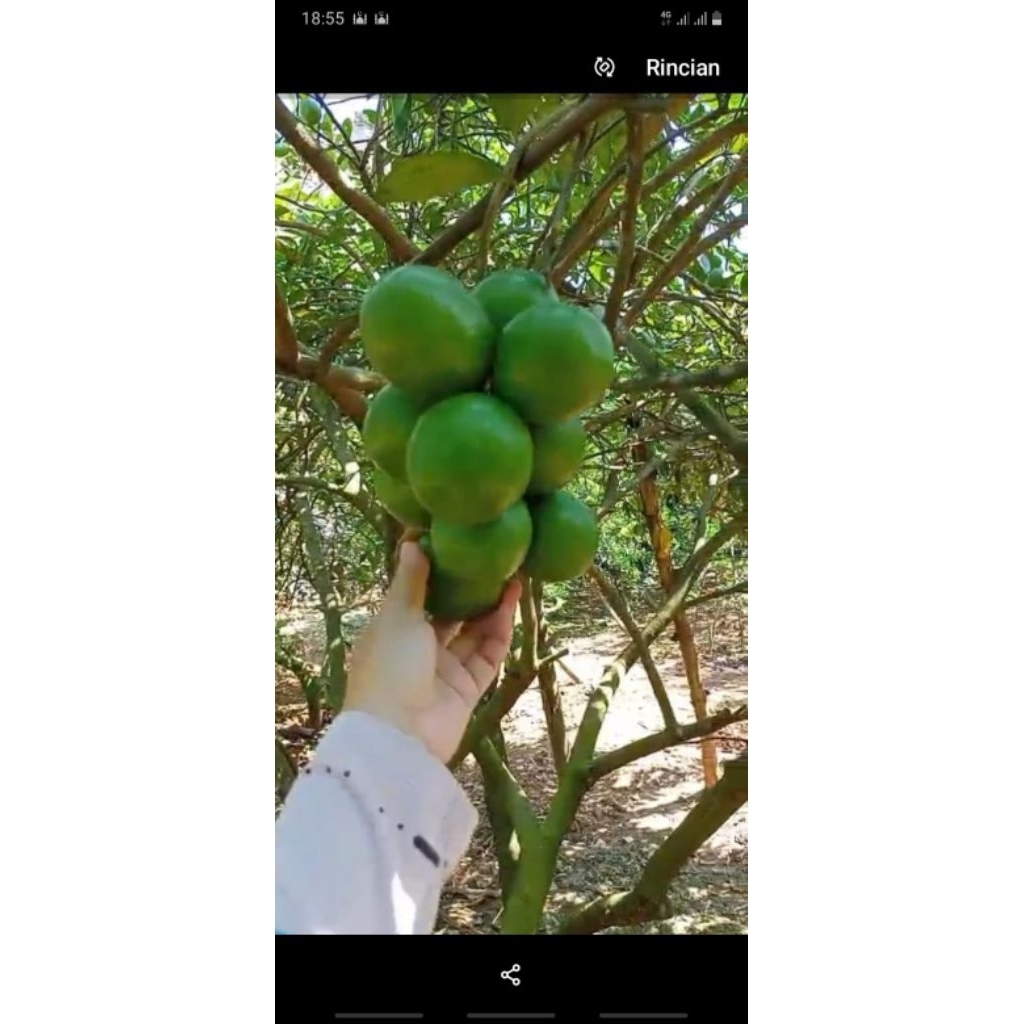 

lemon california fresh 1kg