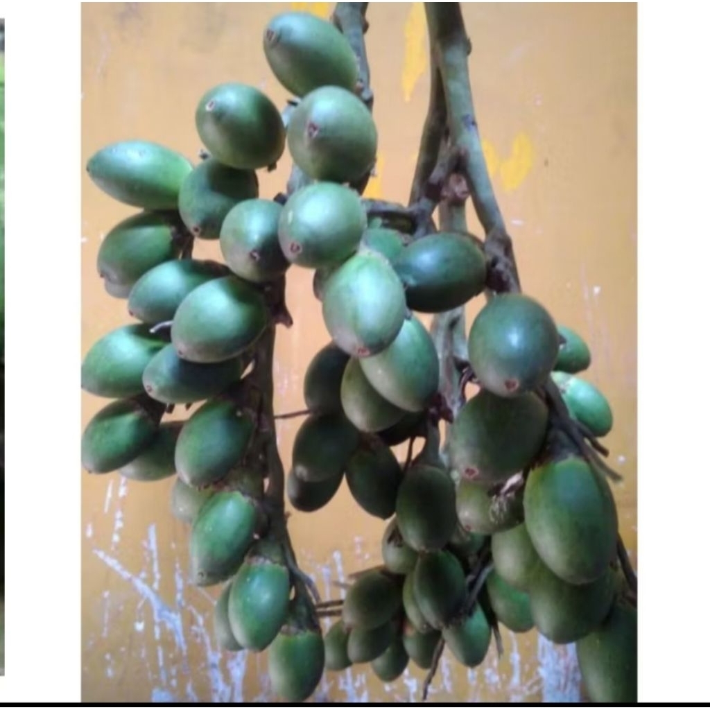 

Promo 1 kg Buah Pinang Muda Fresh/Biji buah jambe