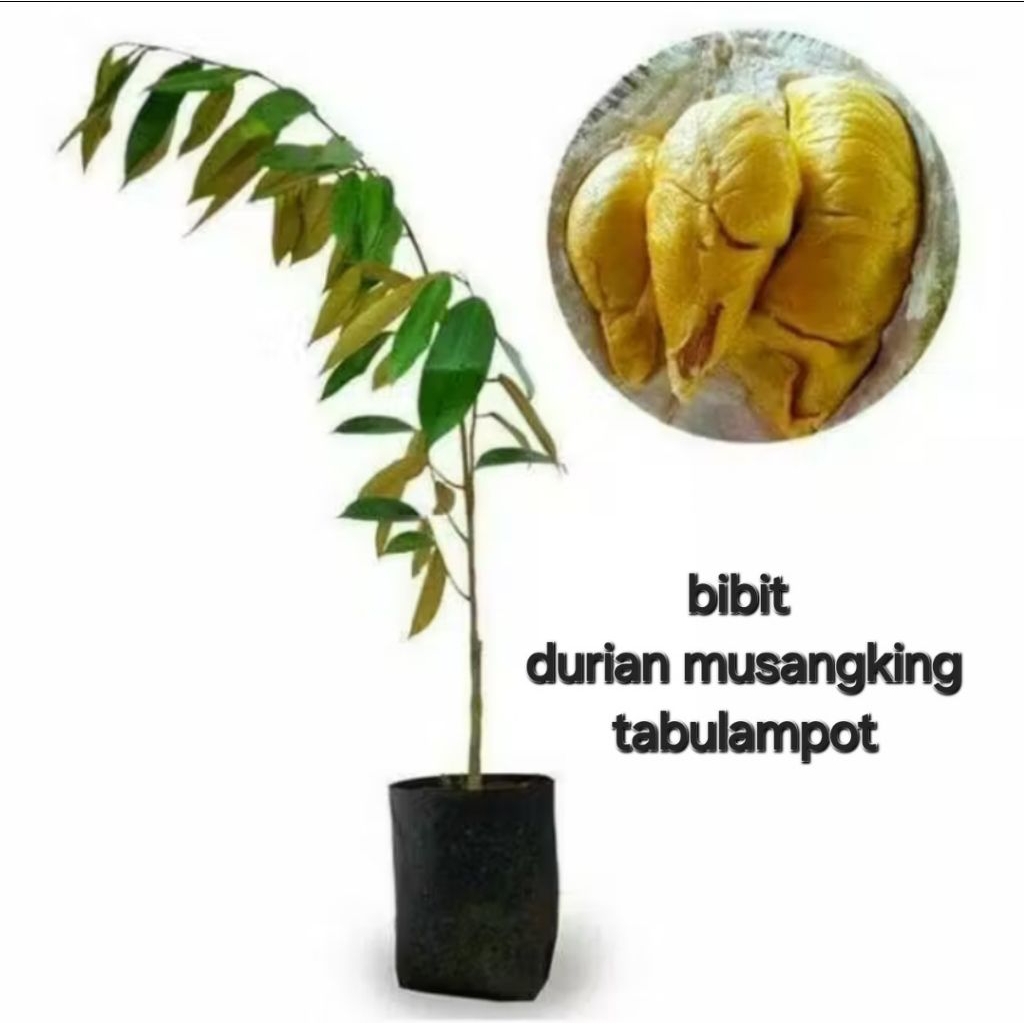 bibit tanaman buah durian MUSANGKING okulasi sambung sisip asli valid