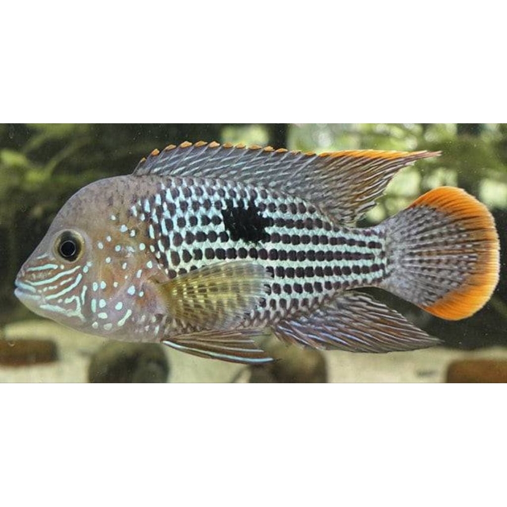 Ikan green terror,Ikan cichlid afrika,Ikan cocok untuk tank cichlid dan tankmate