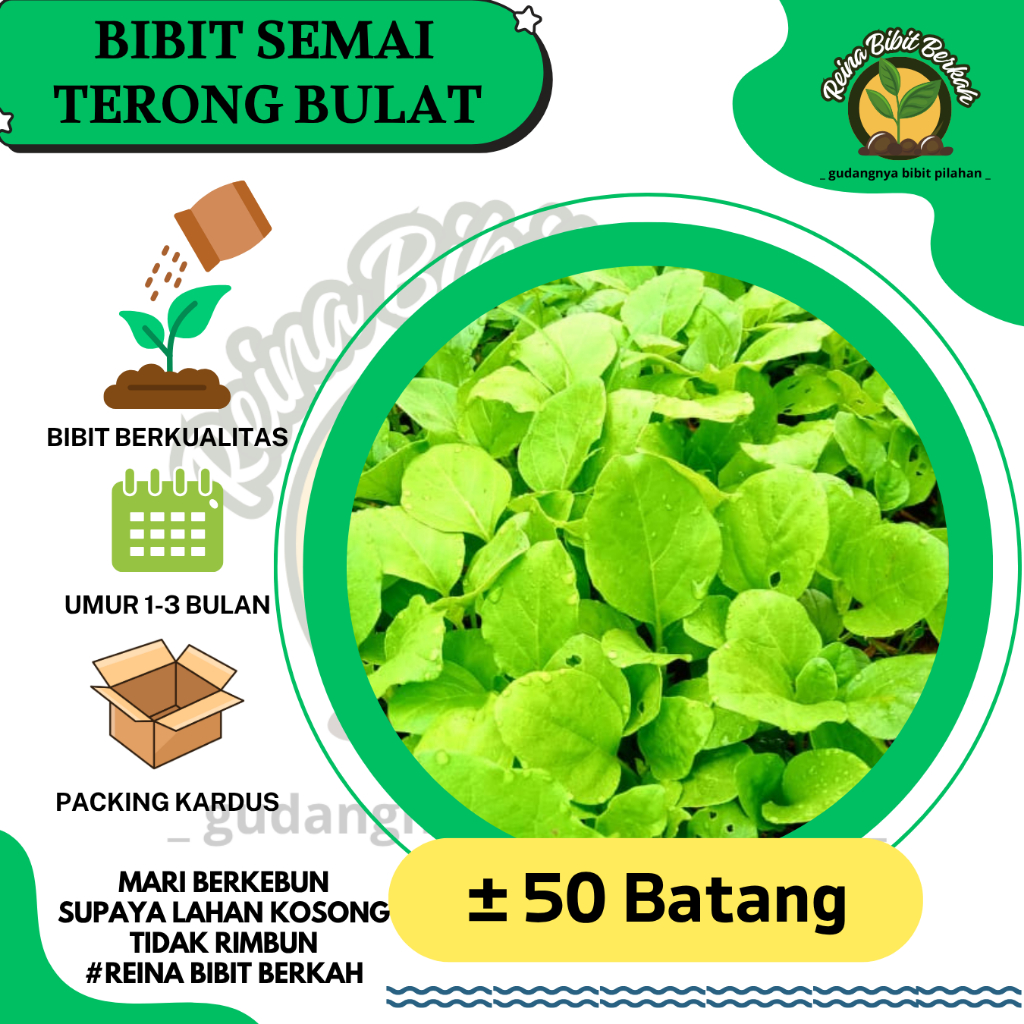 50 BIBIT TERONG GELATIK/BULAT SEMAI SIAP TANAM