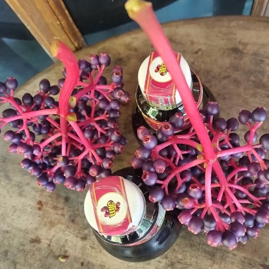 

sirup parijoto muria untuk promil asli Muria kudus