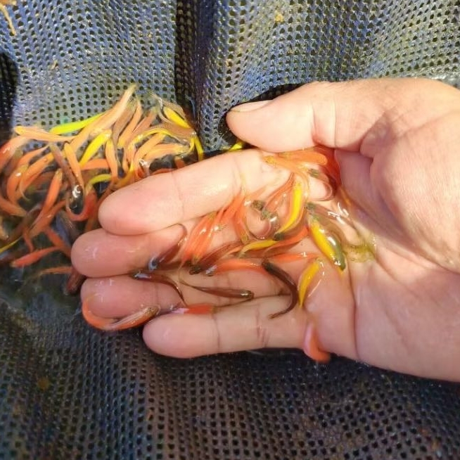 

warna mantap dennio 25 pcs