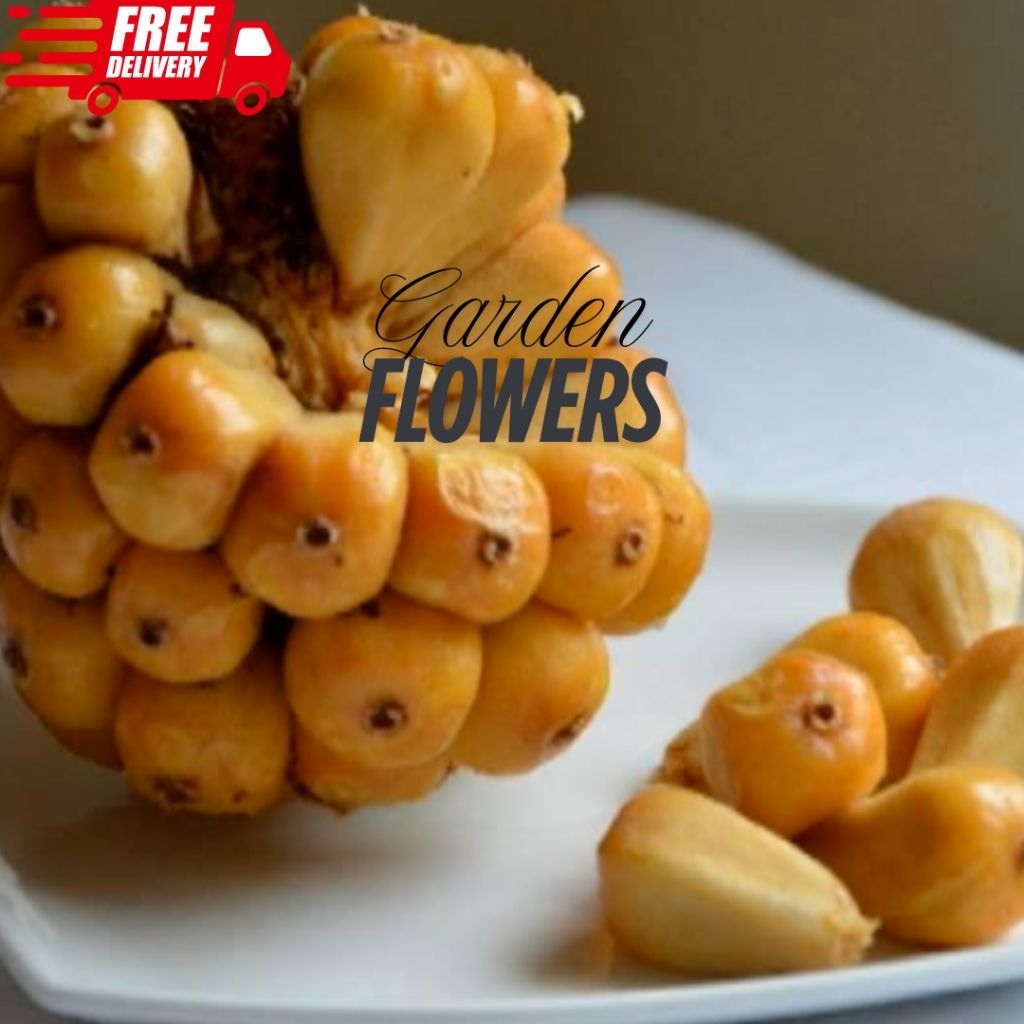 

BUAH HONJE, ASAM CEKALA PATIKALA, BUAT BAHAN JUS ATAU MINUMAN