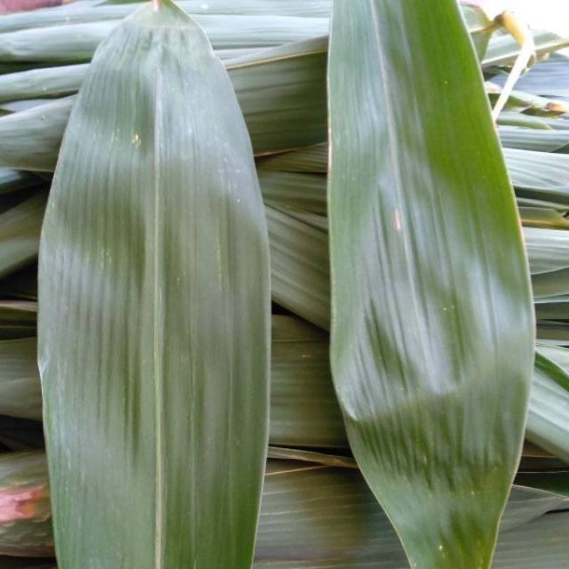 

Daun bambu bungkus bacang