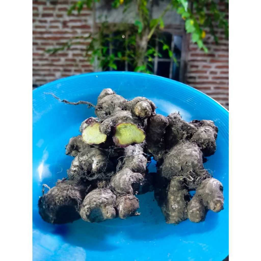 

Jahe Merah Segar/fresh