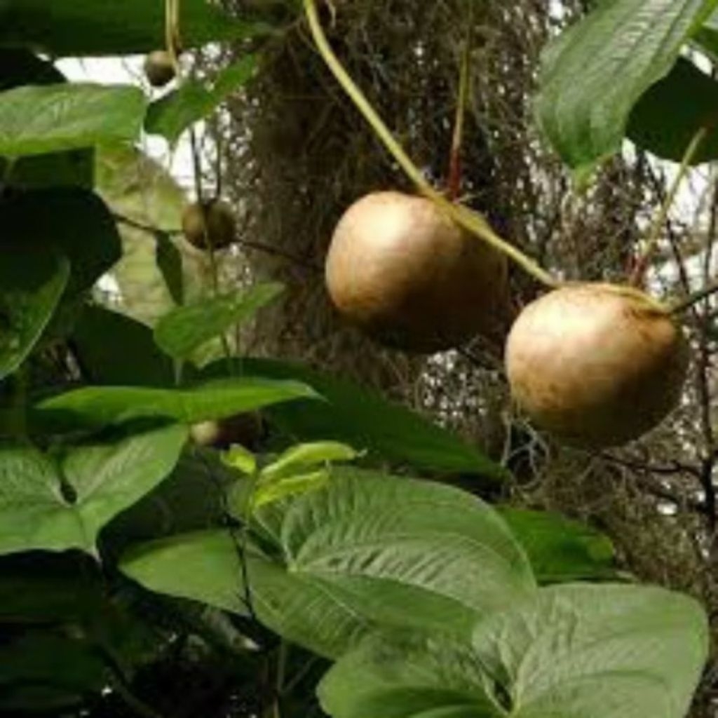 

kentang gantung/kentang udara/gembolo/potato fresh 1kg