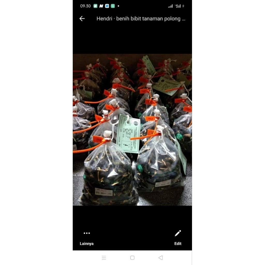 bibit sawit ppks medan isi 250 butir