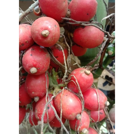 

PINANG MERAH/PINANG HIAS