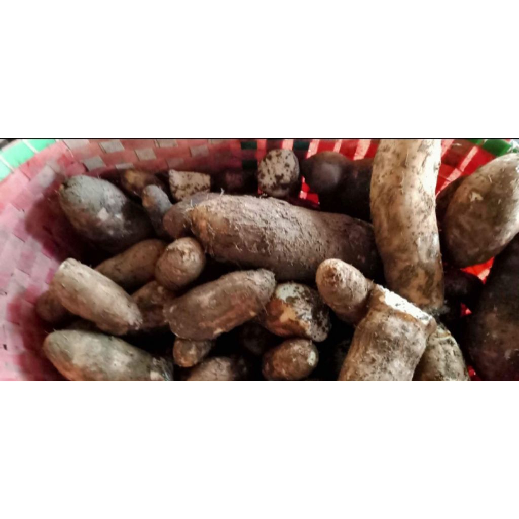 

umbi Gembili
