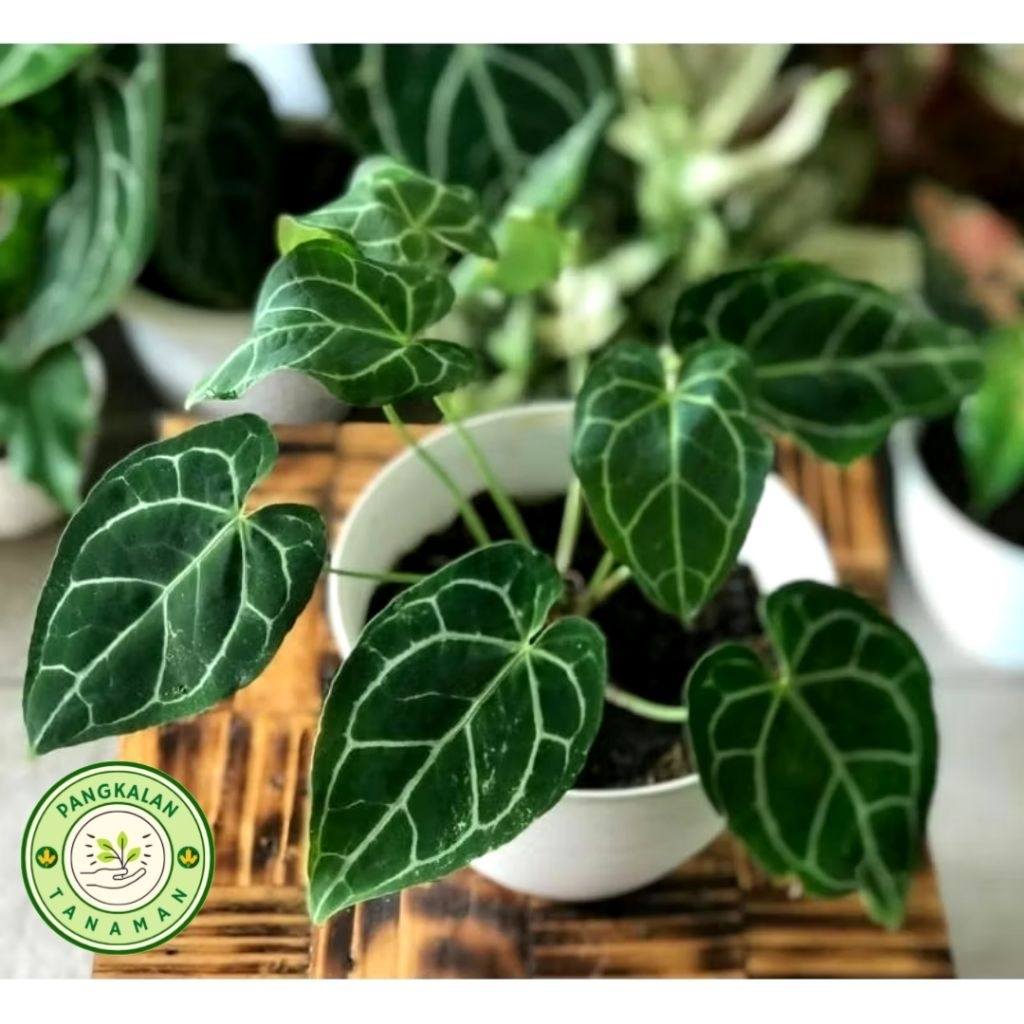 Tanaman Hias Kuping Gajah Mini - Sudah Rimbun Cocok Untuk Hiasan Rumah