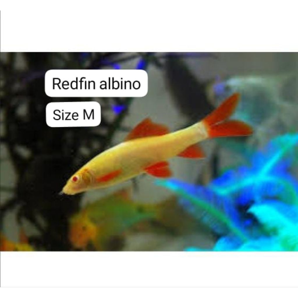 

( SEAFOOD ) isi 1 pcs - Redfin albino size 3cm sampai 4cm