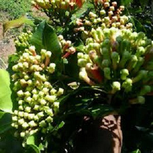 Bibit Cengkeh Zanzibar Super Siap Tanam Harga Murah