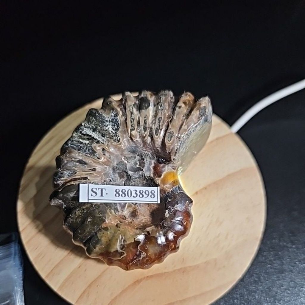 CRYSTAL AMMONITE  Madagascar Rough HQ Asli